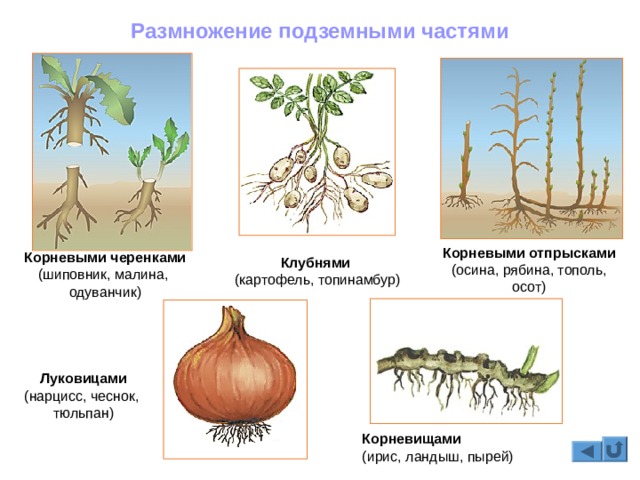 Кракен сообщество