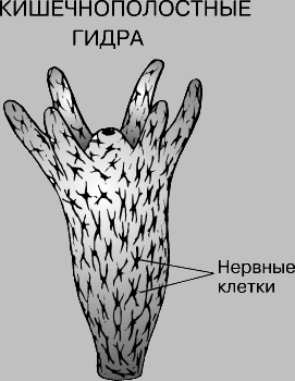 Маркет плей кракен